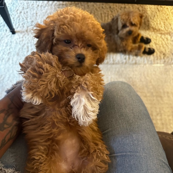 Meet your Posher, Sen Offers Accepted - Picture 2 of 6